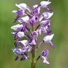 Helm-Knabenkraut (Orchis militaris)