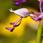 Helm-Knabenkraut (Orchis militaris)