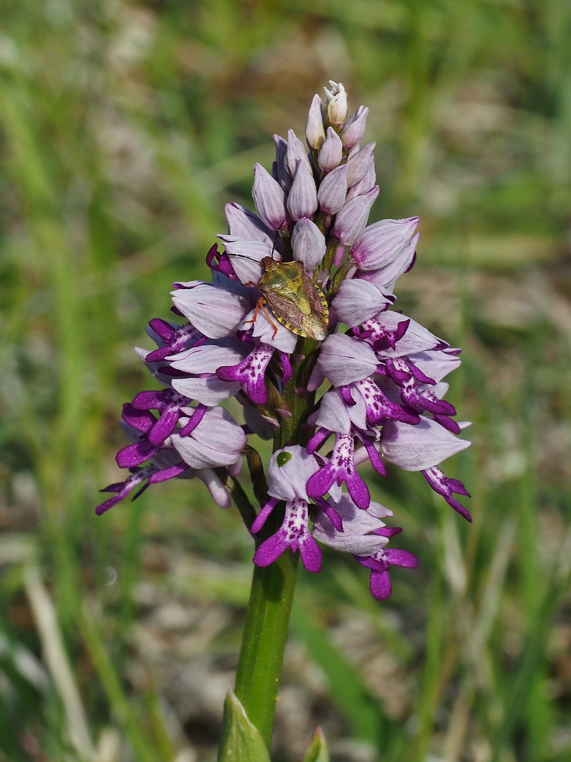 Helm - Knabenkraut, Orchis militaris