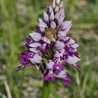 Helm - Knabenkraut, Orchis militaris