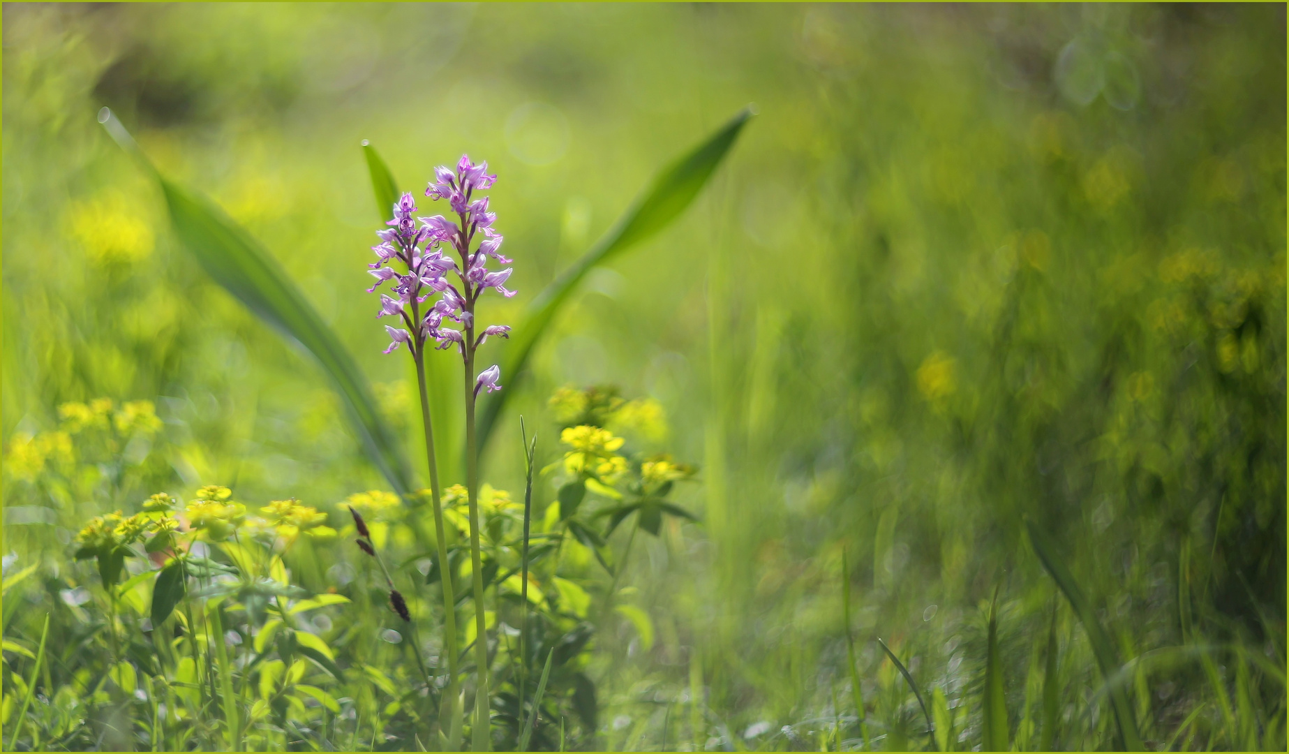 Helm-Knabenkraut (Orchis militaris). 