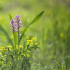 Helm-Knabenkraut (Orchis militaris). 