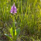 Helm-Knabenkraut (Orchis militaris) ..