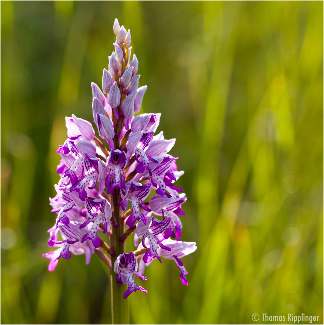 Helm-Knabenkraut (Orchis militaris) .