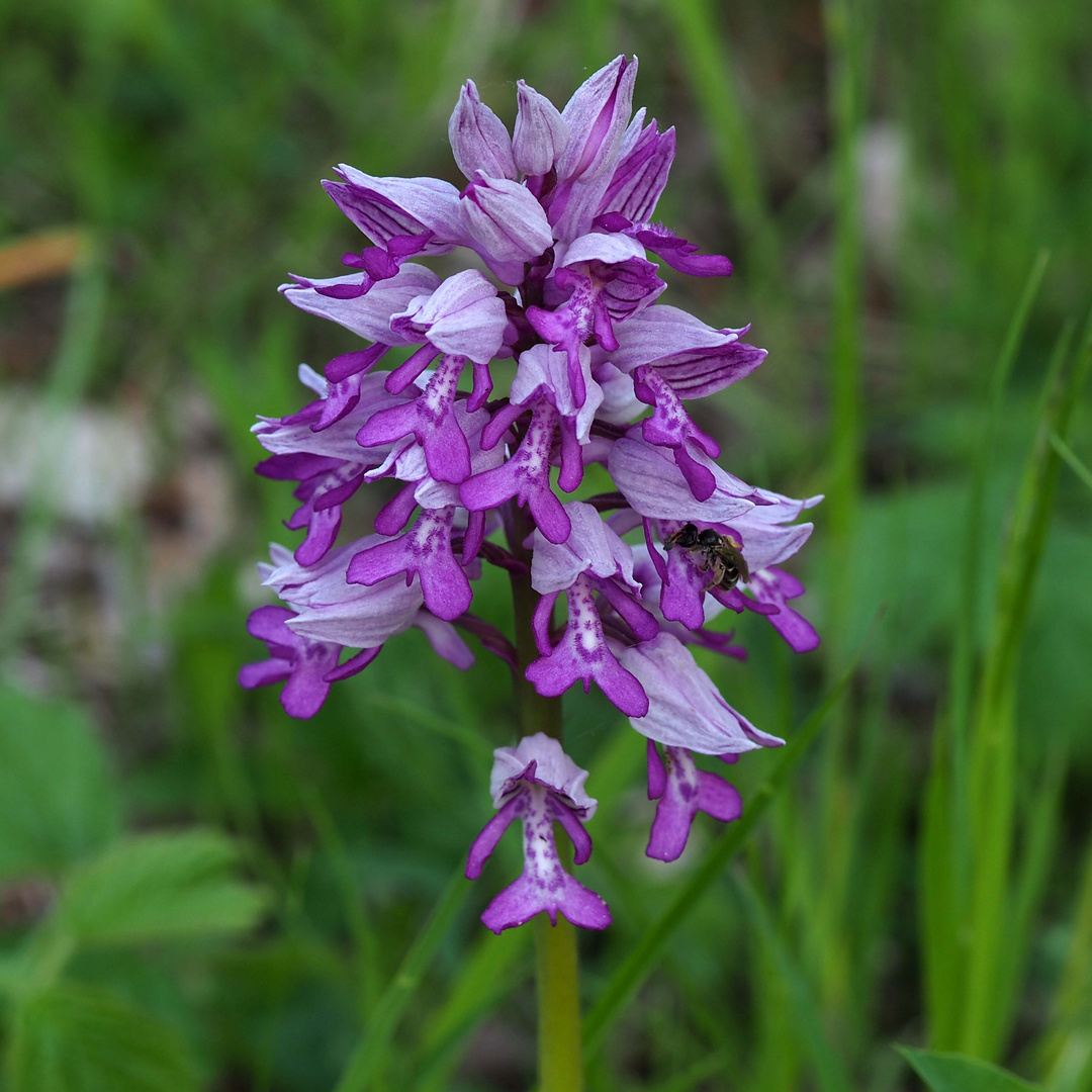 Helm- Knabenkraut (Orchis militaris)