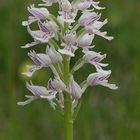 Helm-Knabenkraut (Orchis militaris) var. alba