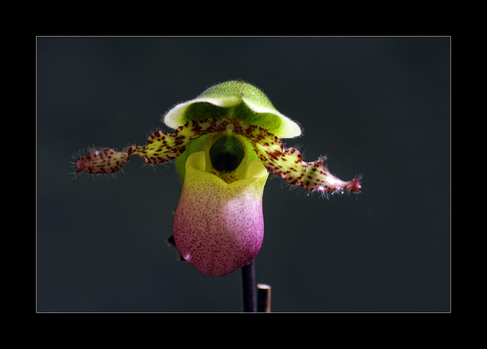 Helm-Orchidee