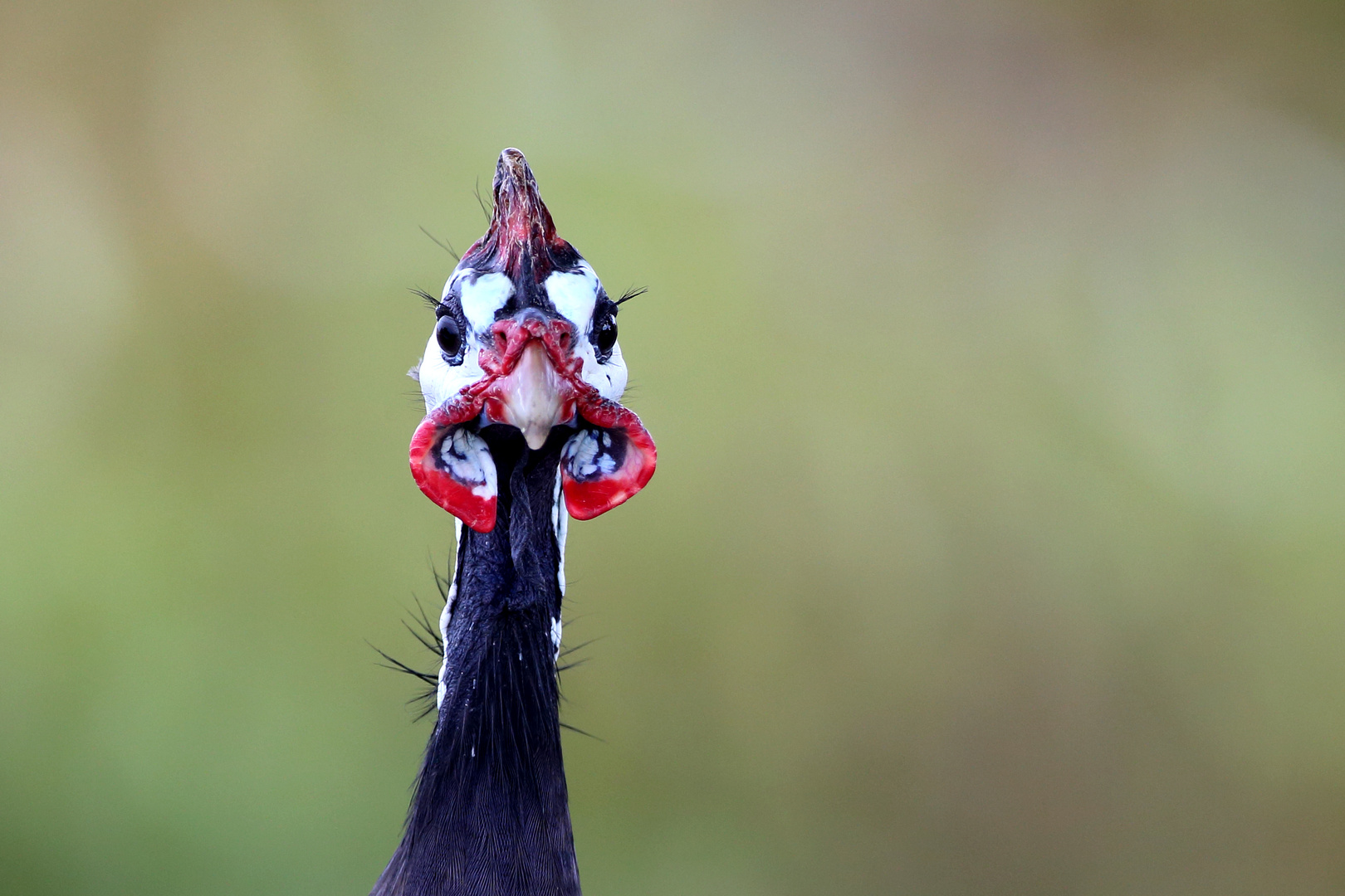 Helm-Perlhuhn-Portrait