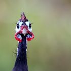 Helm-Perlhuhn-Portrait