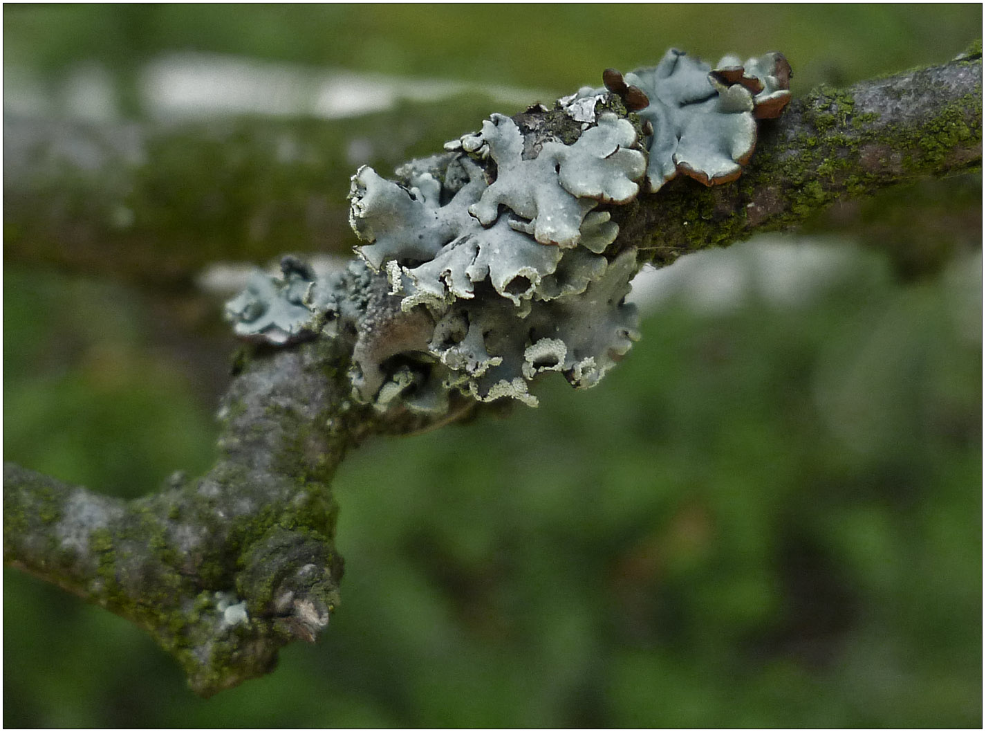 Helm-Schwielenflechte (Physcia adscendens)