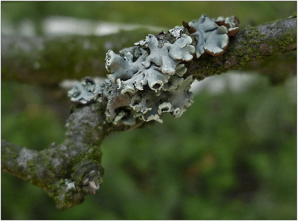 Helm-Schwielenflechte (Physcia adscendens)