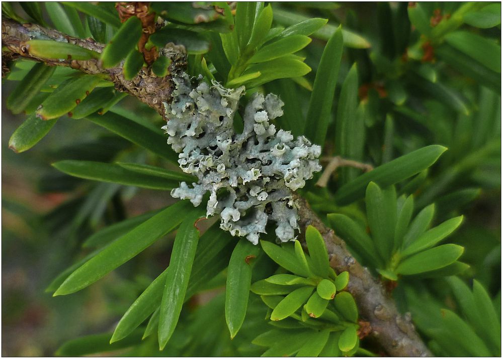 Helm-Schwielenflechte (Physcia adscendens)