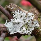 Helm-Schwielenflechte (Physcia adscendens) auf freistehendem Laubbaum