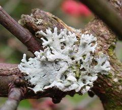 Helm-Schwielenflechte (Physcia adscendens) auf freistehendem Laubbaum