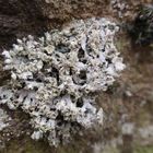 Helm-Schwielenflechte (Physcia adscendens) auf Sandstein