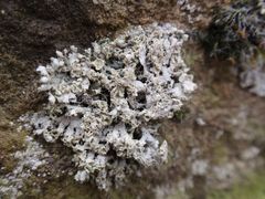 Helm-Schwielenflechte (Physcia adscendens) auf Sandstein