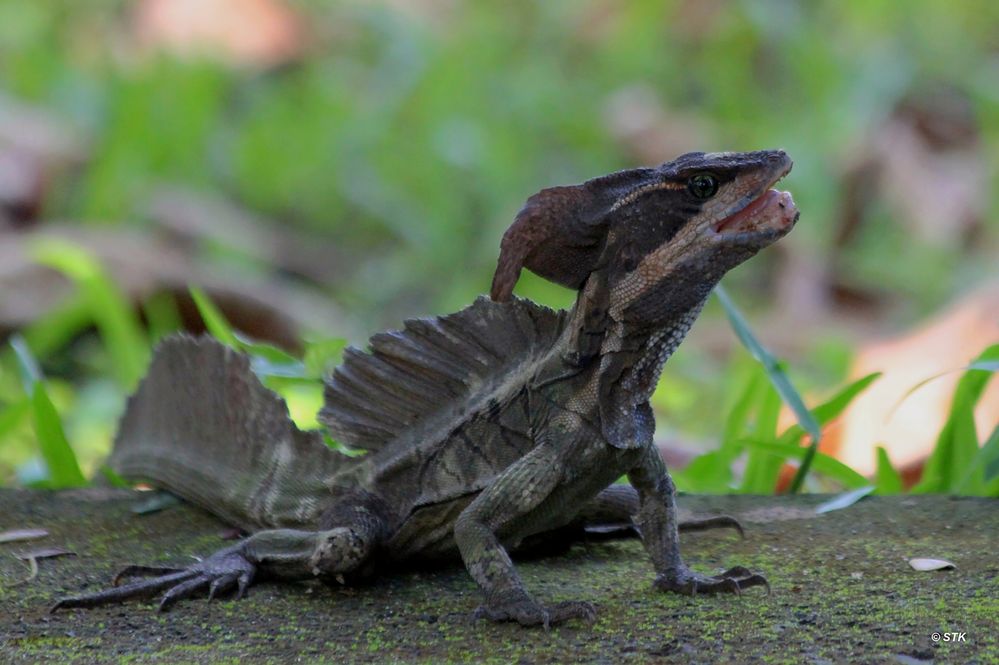 Helmbasilisk (Jesus Christ Lizard)