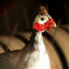 Helmeted guineafowl