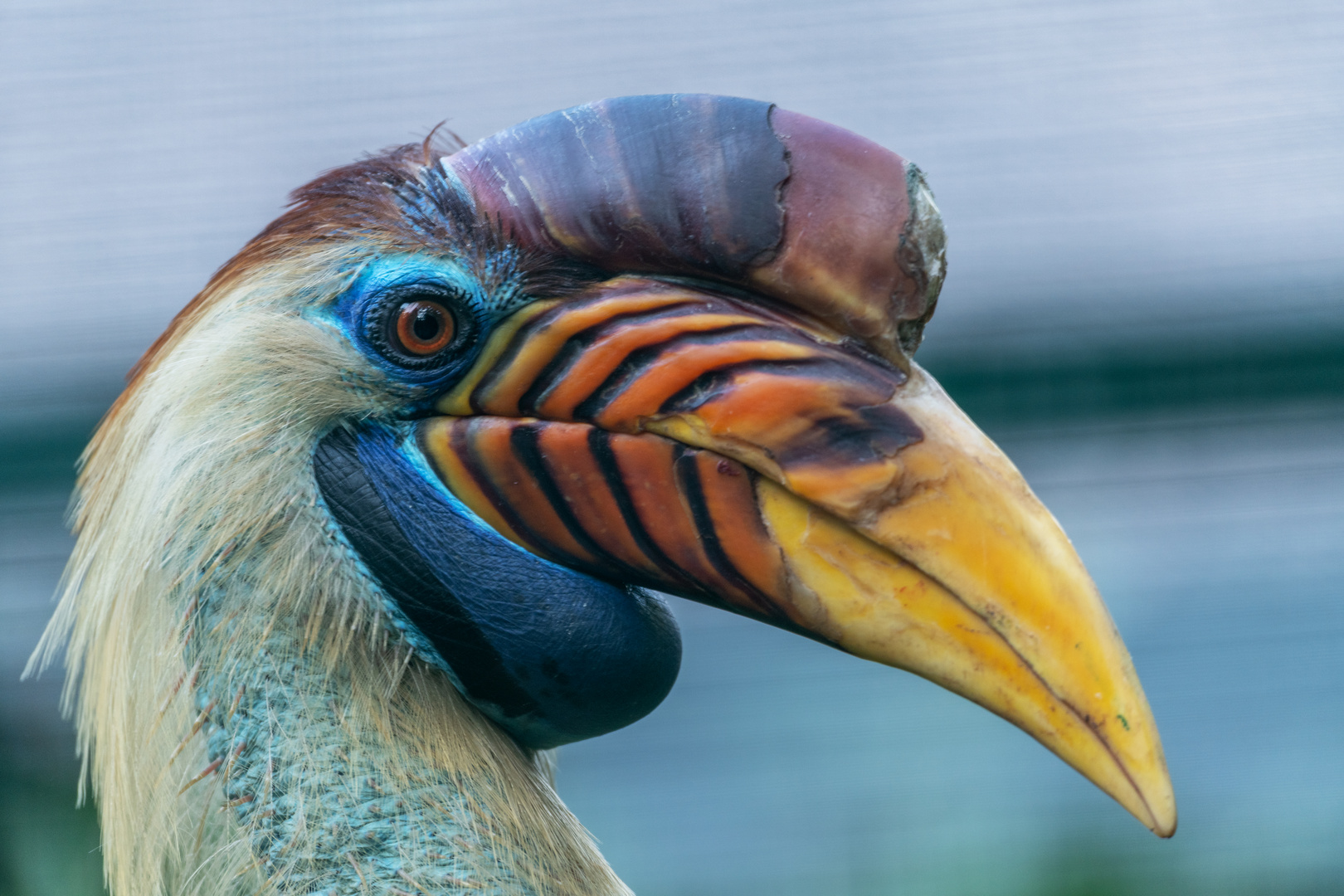 Helmhornvogel im Vogelpark Walsrode