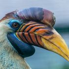 Helmhornvogel im Vogelpark Walsrode