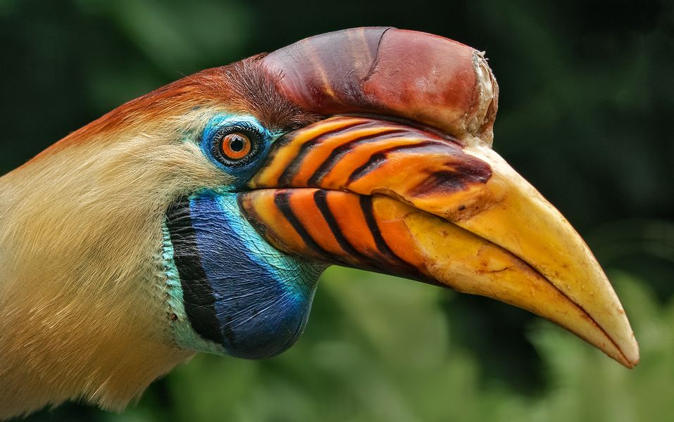 Helmhornvogel-Portrait 004