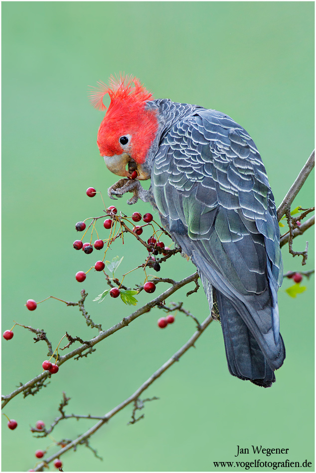 Helmkakadu (Callocephalon fimbriatum) Gang Gang Cockatoo