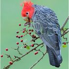 Helmkakadu (Callocephalon fimbriatum) Gang Gang Cockatoo