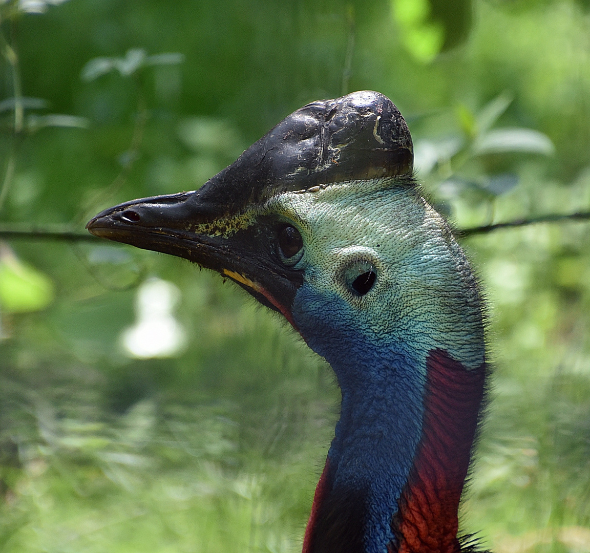 Helmkasuar (Casuarius casuarius)