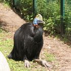 Helmkasuar im Vogelpark Walsrode