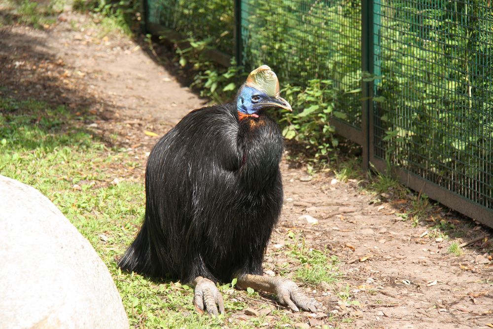 Helmkasuar im Vogelpark Walsrode