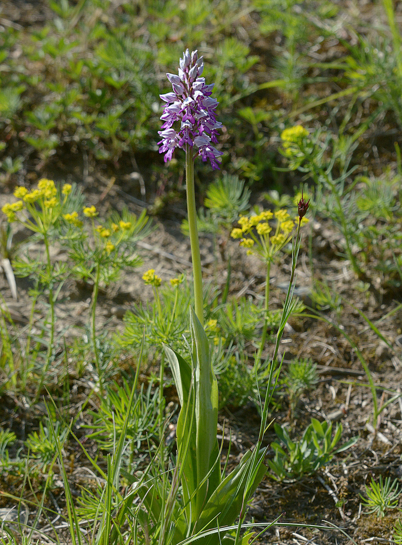 Helmknabenkraut