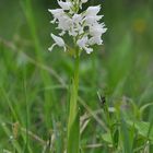 Helmknabenkraut Albino - Diemeltal - 20.5.13