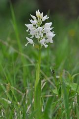 Helmknabenkraut Albino - Diemeltal - 20.5.13