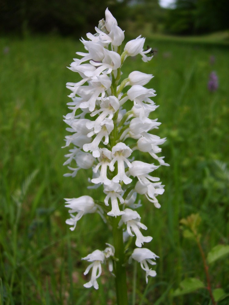 Helmknabenkraut-Albinoform (Orchis millitaris) in Osthessen