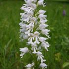 Helmknabenkraut-Albinoform (Orchis millitaris) in Osthessen