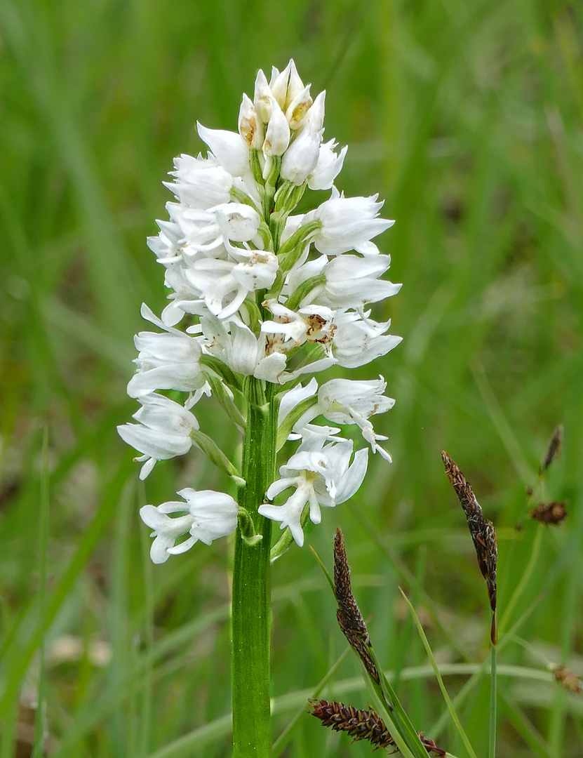 Helmknabenkraut - leucistische Form