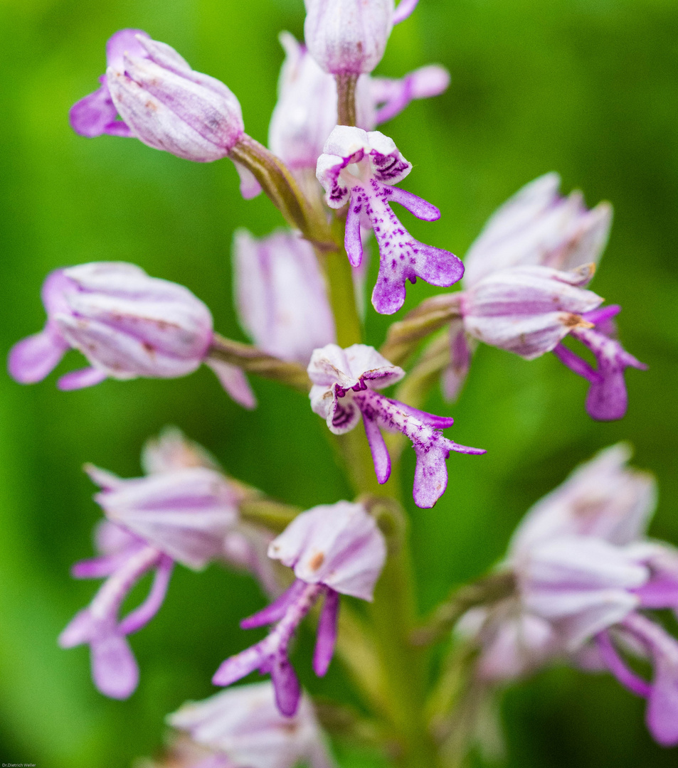 Helmknabenkraut (Orchis militaris)