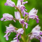 Helmknabenkraut (Orchis militaris)