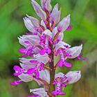 Helmknabenkraut (Orchis militaris)