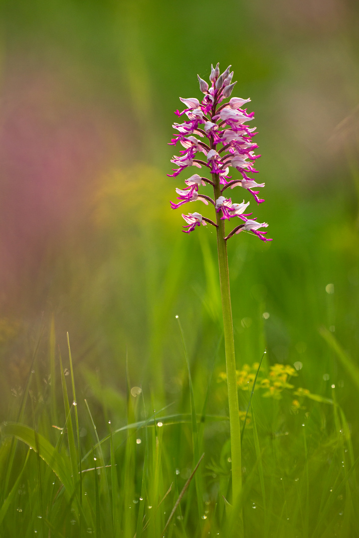 Helmknabenkraut (Orchis militaris)