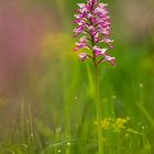 Helmknabenkraut (Orchis militaris)