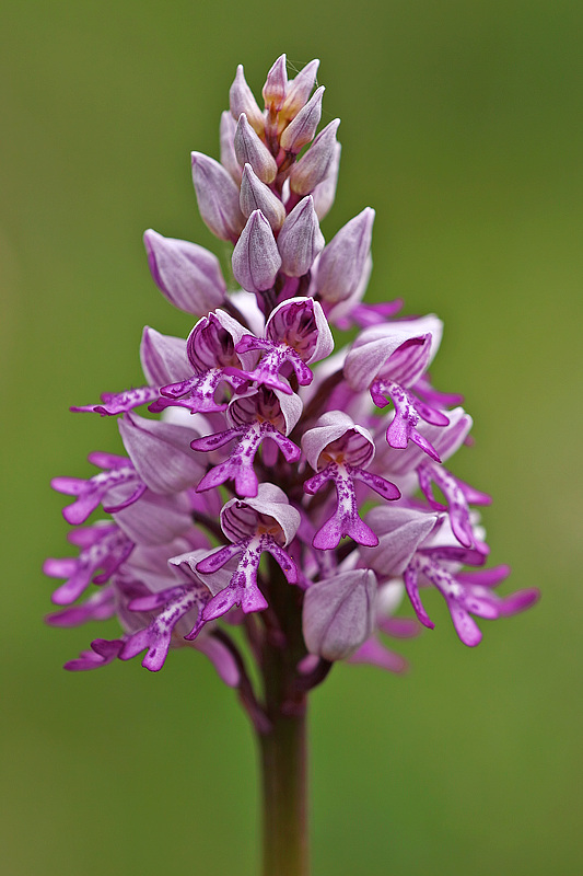 Helmknabenkraut (Orchis militaris)