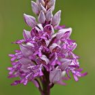 Helmknabenkraut (Orchis militaris)