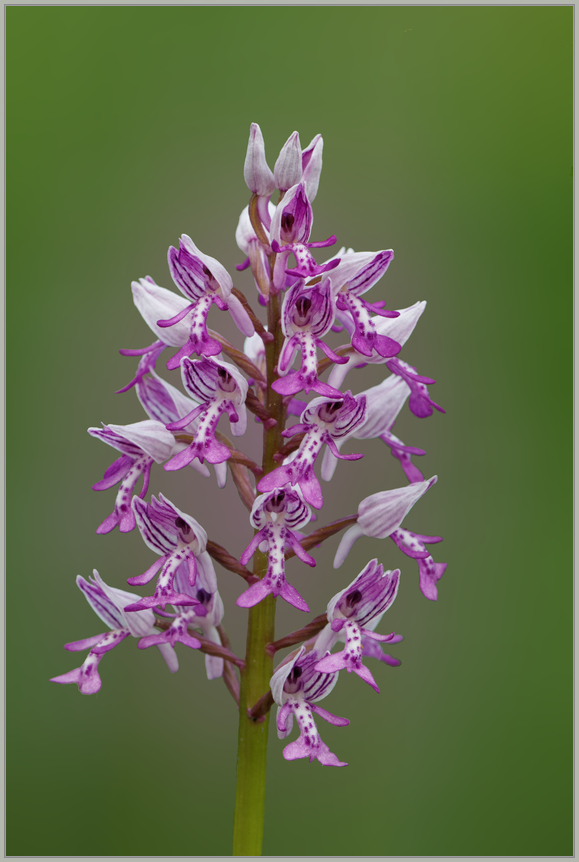 Helmknabenkraut (Orchis militaris)