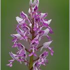 Helmknabenkraut (Orchis militaris)