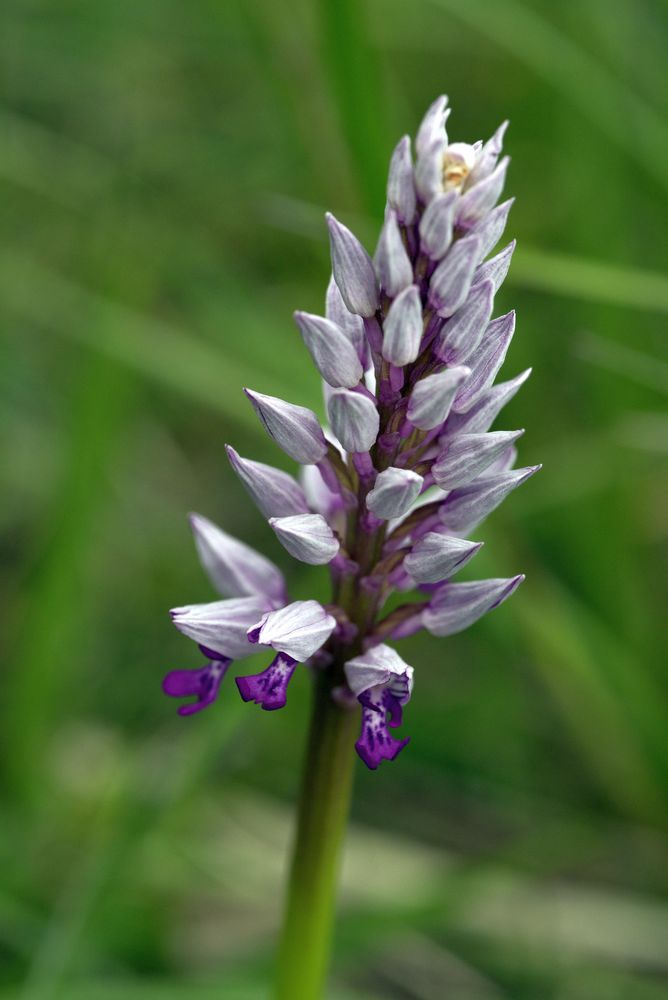 Helmknabenkraut (Orchis militaris - einheimische Orchidee)