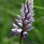 Helmknabenkraut (Orchis militaris - einheimische Orchidee)