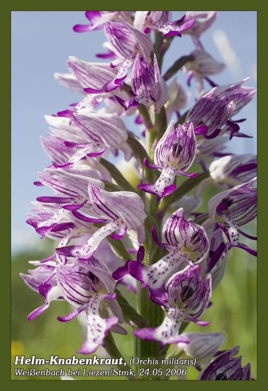 Helmknabenkraut (Orchis militaris)