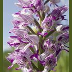 Helmknabenkraut (Orchis militaris)