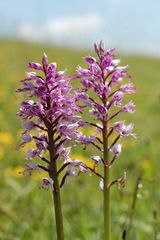 Helmknabenkraut (orchis millitaris) um Göttingen